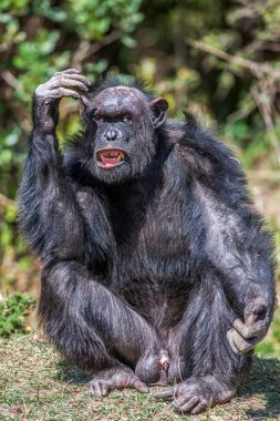 Vahşi Afrika ortak bir şempanze portresi.