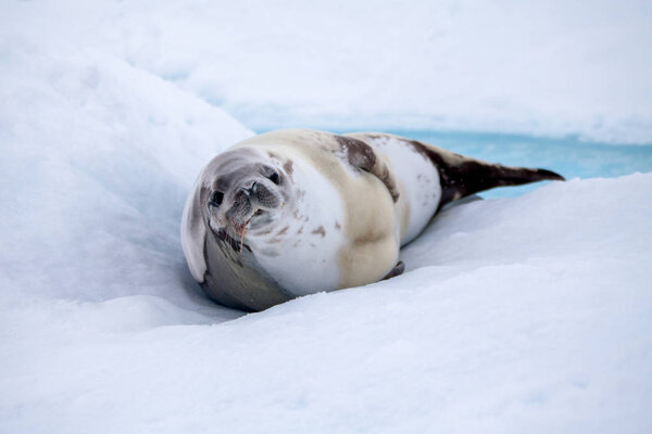 The grey seal has a rest on the snow