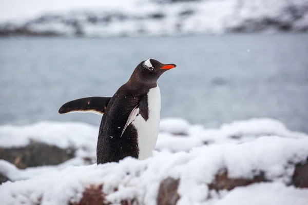 Pinguim gentoo caminhando na neve contra o oceano na Antártida — Fotografia de Stock