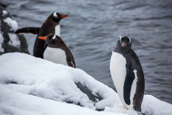 Groep van Gentoo pinguïns wandelen op het strand, Antarctica — Stockfoto