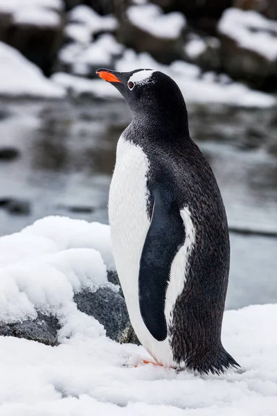 Gentoo pingouin marche sur la neige contre l'océan en Antarctique — Photo