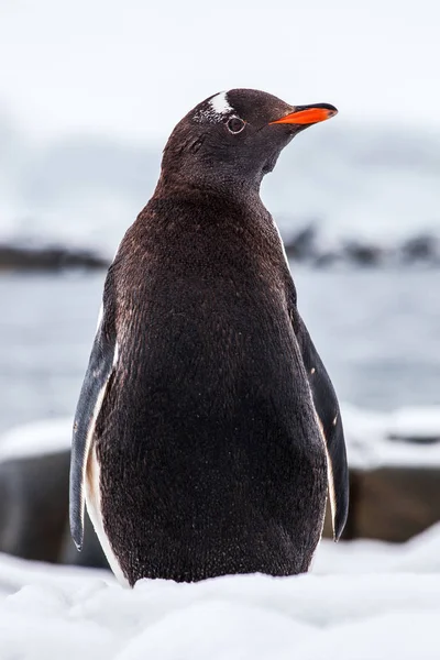 Gentoo pingüino de la espalda en la nieve contra el océano, la Antártida — Foto de Stock