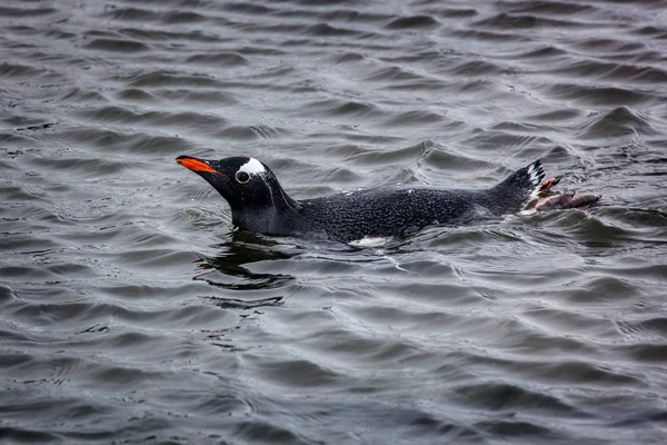 Pingüino Gentoo nada en el agua del océano, Antártida —  Fotos de Stock