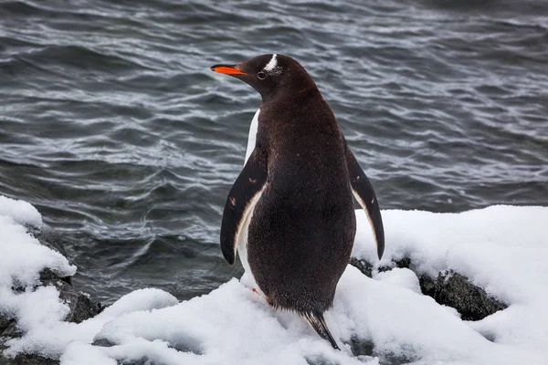 Gentoo penguin från baksidan på snön mot havet, Antarktis — Stockfoto