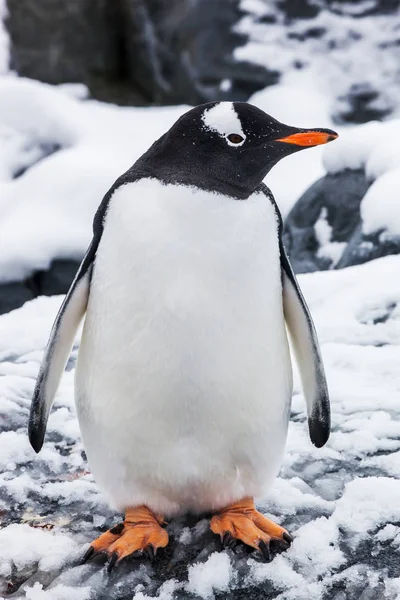 Hermoso pingüino gentoo en la nieve en la Antártida — Foto de Stock
