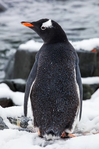 Gentoo pingüino de la espalda en la nieve contra el océano, la Antártida — Foto de Stock