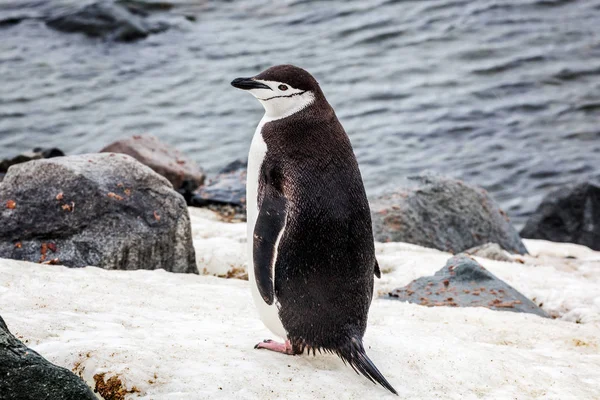 Pingouin antarctique sur fond d'océan et de roche — Photo
