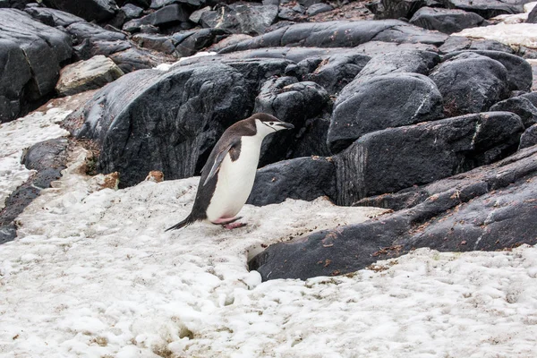 Чіпп-пінгвін, що йде снігом на тлі каменів — стокове фото