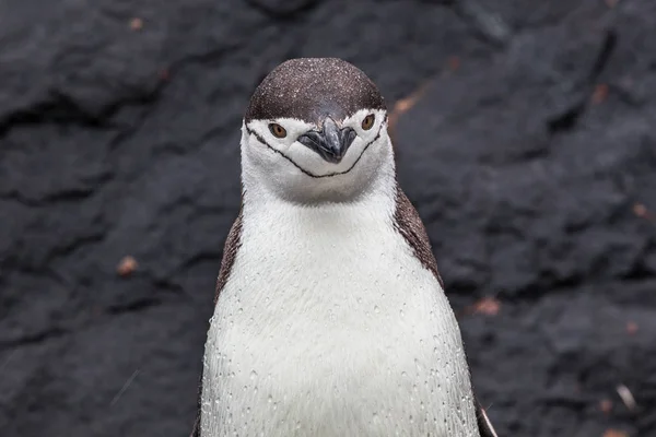 Пингвин Chinstrap глядя на камеру на фоне скал — стоковое фото