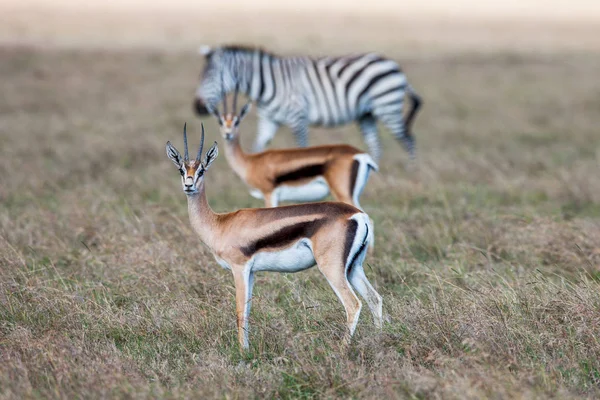 Antiloper och zebra på en bakgrund av gräs. Safari i Afrika — Stockfoto