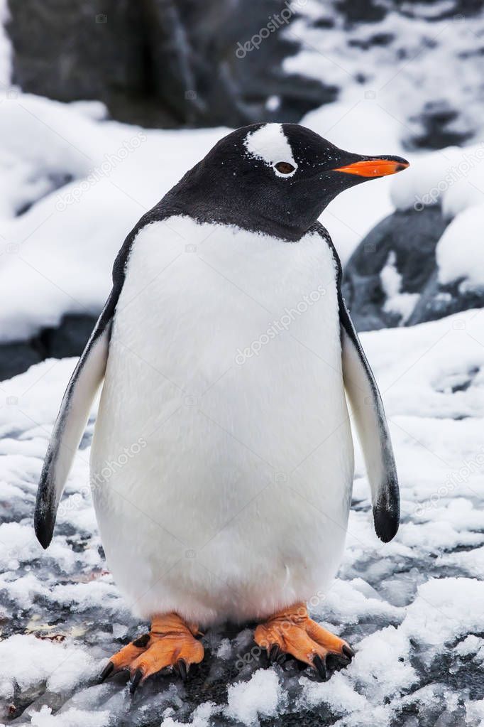 Beautiful gentoo penguin on the snow in Antarctica