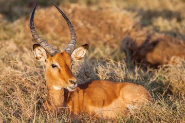 Portrait of a beautiful male impala ram, Africa. clipart