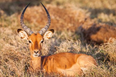 Bir güzel erkek Impala ram, Afrika portresi.