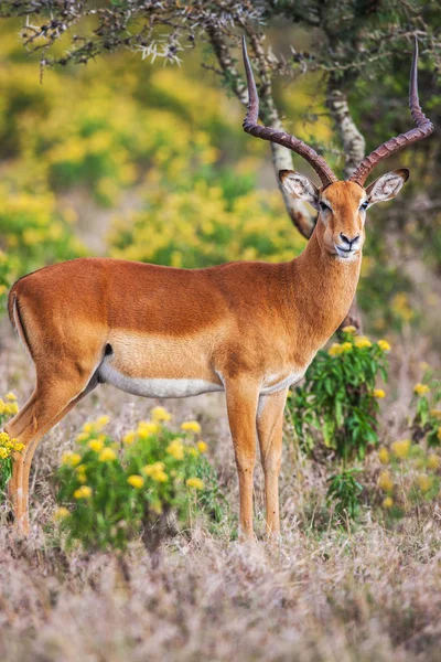 Portret piękny mężczyzna impala barana, Afryka. — Zdjęcie stockowe