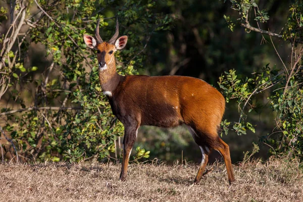 Animal background beautiful roe, Africa.