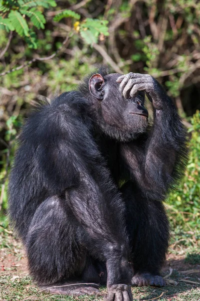 Portrét šimpanz v přírodě, Afrika. — Stock fotografie