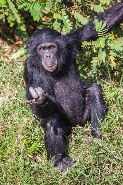 Portrét šimpanz v přírodě, Afrika. — Stock fotografie