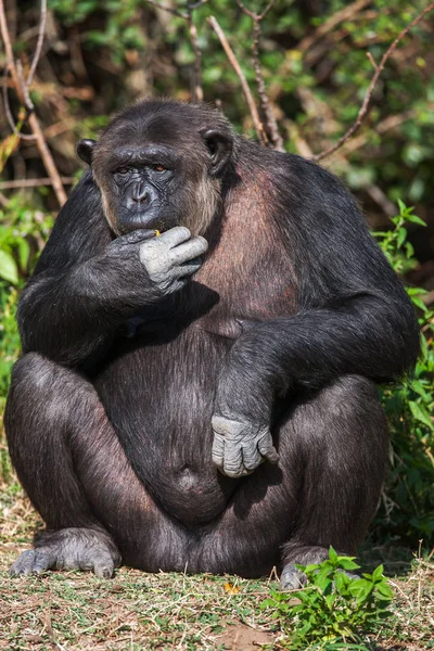 Retrato de um chimpanzé comum na natureza, África . — Fotografia de Stock