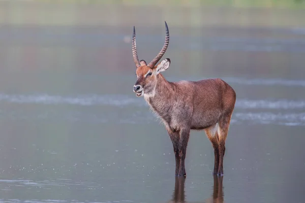 Waterbuck macho junto a un pozo de agua en África — Foto de Stock