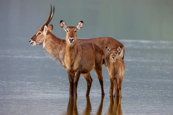 Familj av waterbuck, kobus ellipsiprymnus, ta en drink vid vattenhålet. — Stockfoto