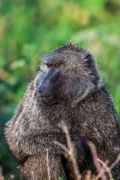 Čakma Papio cynocephalus ursinus, Krugerův národní Park, Jihoafrická republika. — Stock fotografie