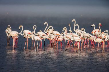 Turistler gölü Nakuru adlı ana cazibe daha az flamingo