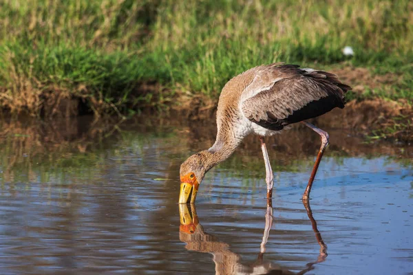 アフリカからアフリカ クロツラヘラサギ コウノトリ野生の鳥背景. — ストック写真