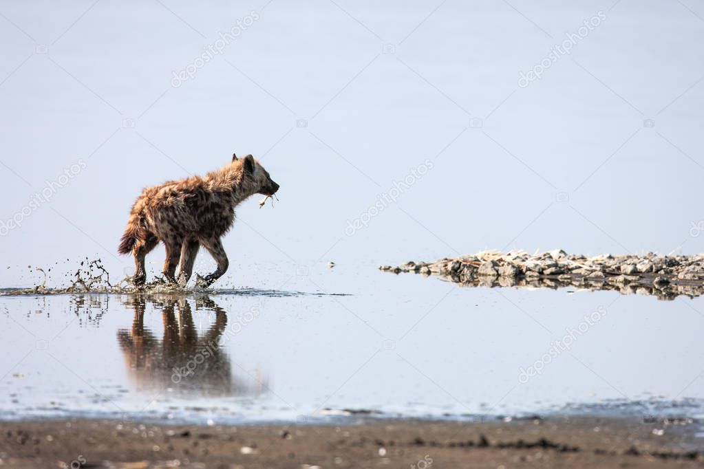 Spotted hyena walks on Water Crocuta crocuta ,