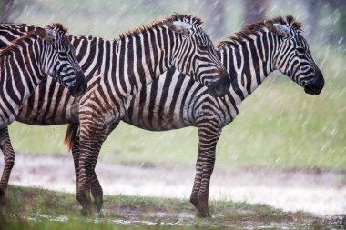 Zebralar Afrika savana, Afrika yürüyüş