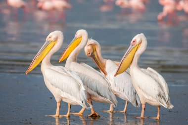 Great White Pelican Pelecanus onocrotalus resting, sleeping, preening, clipart