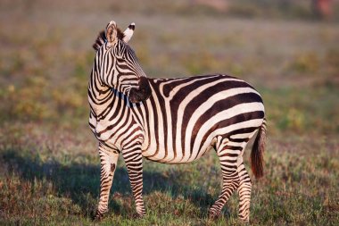 Afrika ovalar zebra tarama ve otlatma kuru kahverengi savannah meralar üzerinde.