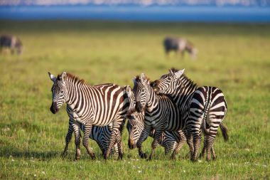 Zebralar Afrika savana, Afrika yürüyüş