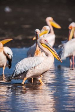 Dinlenme, uyku, kötülük büyük beyaz Pelikan Pelecanus onocrotalus
