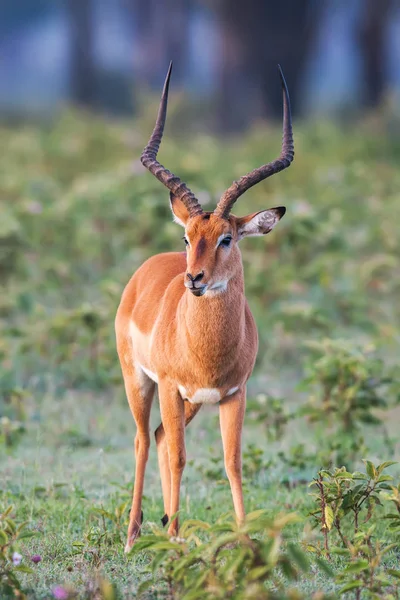 Retrato de um belo carneiro macho impala, África . — Fotografia de Stock