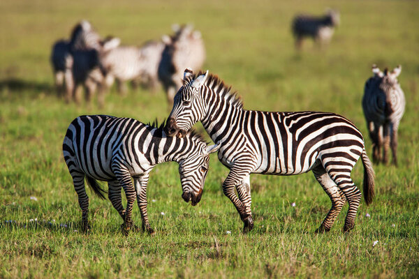 African Zebra Baby and Mother on the dry brown savannah grasslands browsing and grazing