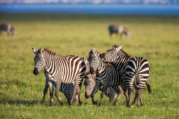Zebras in africa walking on the savannah, Africa.