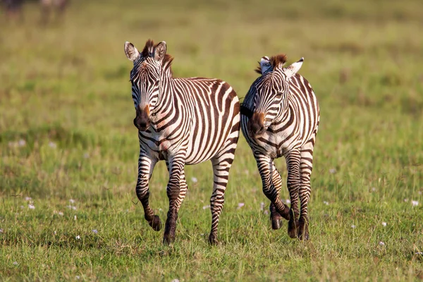 Duas Zebras criam perfeita simetria e harmonia enquanto brincam, cabeças juntas . — Fotografia de Stock