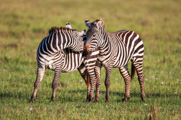 Duas Zebras criam perfeita simetria e harmonia enquanto brincam, cabeças juntas . — Fotografia de Stock