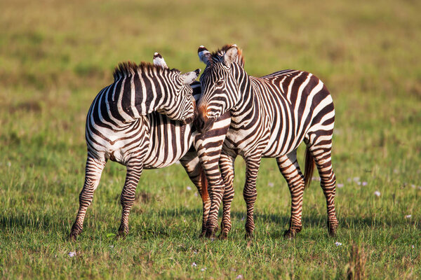 Two Zebras create perfect symmetry and harmony while playing, heads together. Africa