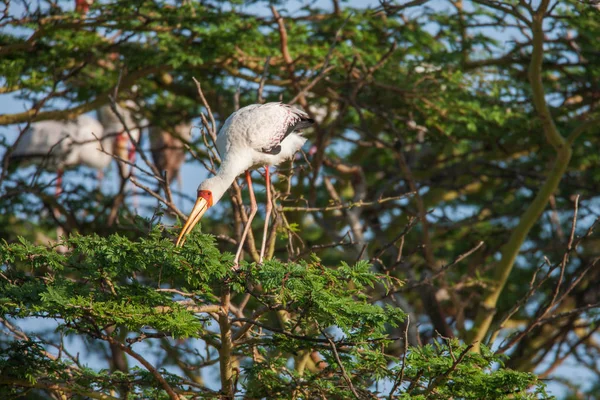 アフリカからアフリカ クロツラヘラサギ コウノトリ野生の鳥背景. — ストック写真