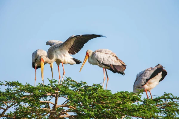 アフリカからアフリカ クロツラヘラサギ コウノトリ野生の鳥背景 — ストック写真