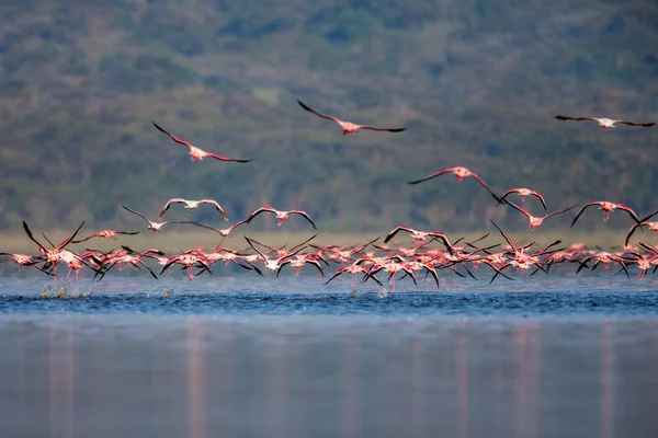Flamingos flying on the river in Africa