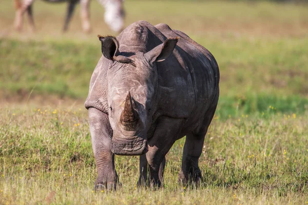 Rinoceronte branco pastando na natureza, África. Fechar — Fotografia de Stock