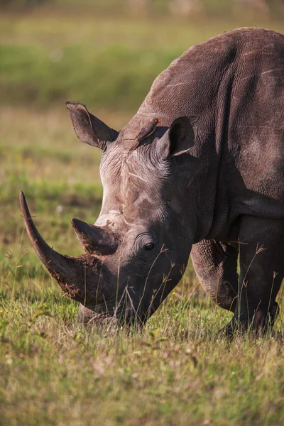 Закрыть профиль белый носорог, пасущийся в дикой природе . — стоковое фото