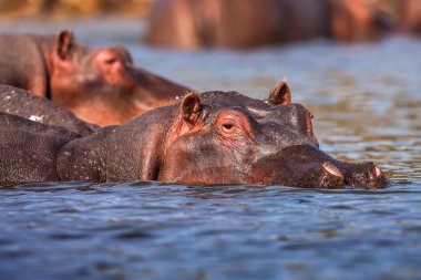 Hipopotamın su aygırı amphibius su, Afrika