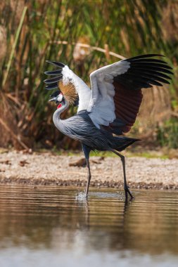 Vinç Balearica regulorum içinde Kenya, Afrika savana Grey taç