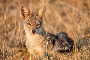 Cape tilki Vulpes bulunmuştun dinlenme yuva önünde, Kalahari, Güney Afrika