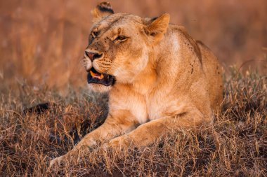 Doğada, Afrika görkemli bir dişi aslan portresi yakın çekim