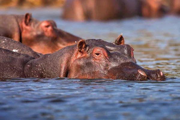 Hipopotamy Hippopotamus amphibius pływanie w wodzie, Afryka — Zdjęcie stockowe