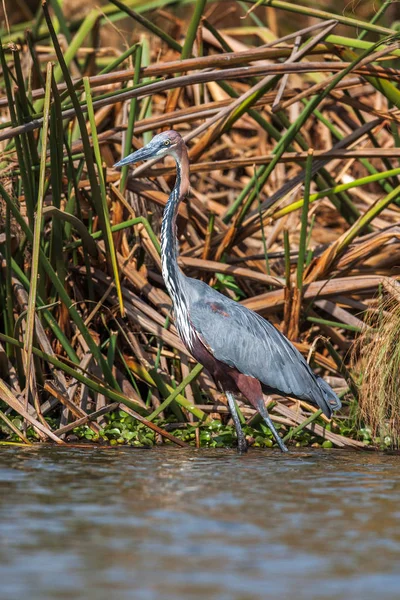 Grey African heron bird in the water close up. — Stock Photo, Image